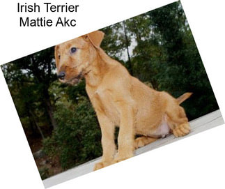 Irish Terrier Mattie Akc