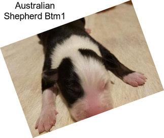 Australian Shepherd Btm1
