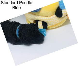 Standard Poodle Blue