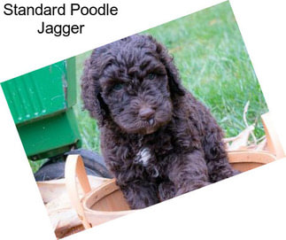Standard Poodle Jagger