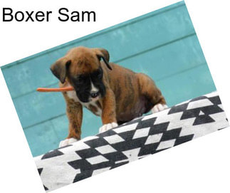 Boxer Sam