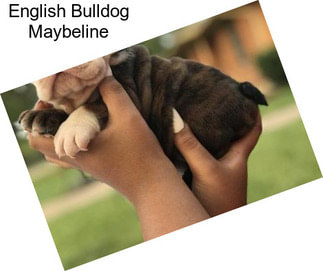 English Bulldog Maybeline