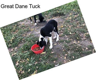 Great Dane Tuck