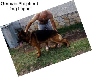 German Shepherd Dog Logan