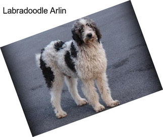 Labradoodle Arlin