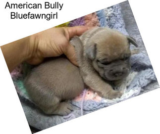 American Bully Bluefawngirl