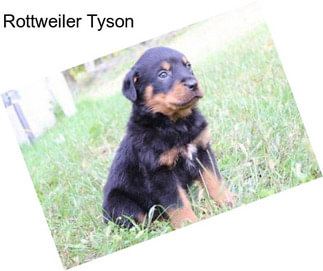Rottweiler Tyson