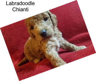 Labradoodle Chianti