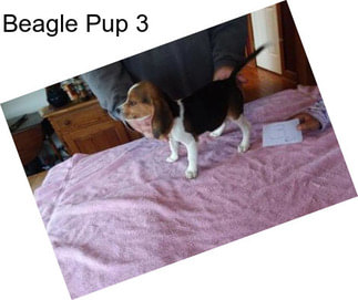 Beagle Pup 3