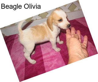 Beagle Olivia
