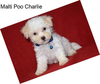 Malti Poo Charlie