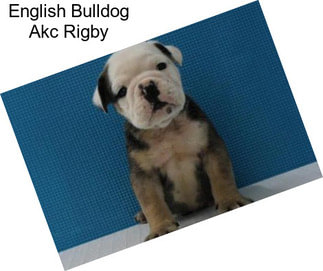 English Bulldog Akc Rigby