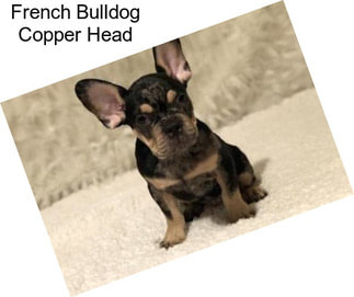 French Bulldog Copper Head