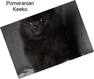 Pomeranian Keeko