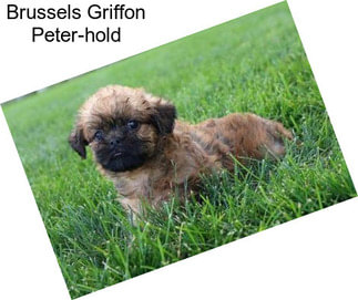 Brussels Griffon Peter-hold