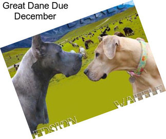 Great Dane Due December