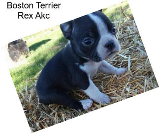 Boston Terrier Rex Akc