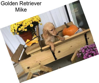 Golden Retriever Mike