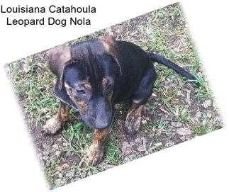 Louisiana Catahoula Leopard Dog Nola