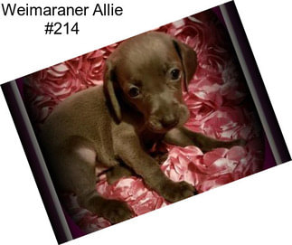 Weimaraner Allie #214