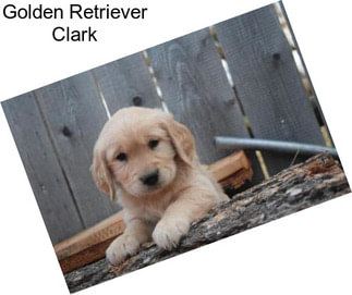 Golden Retriever Clark