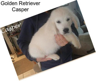 Golden Retriever Casper