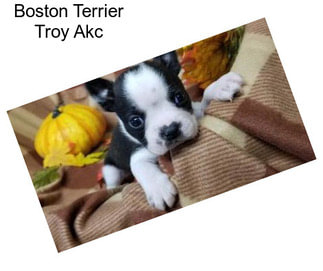Boston Terrier Troy Akc