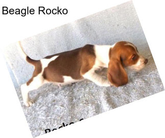 Beagle Rocko