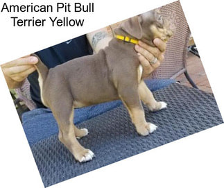 American Pit Bull Terrier Yellow