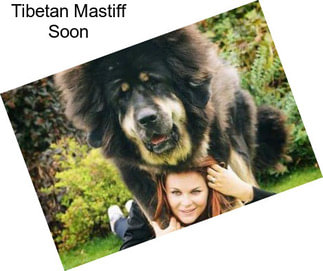 Tibetan Mastiff Soon