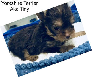 Yorkshire Terrier Akc Tiny