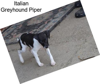 Italian Greyhound Piper