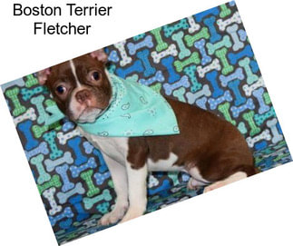 Boston Terrier Fletcher