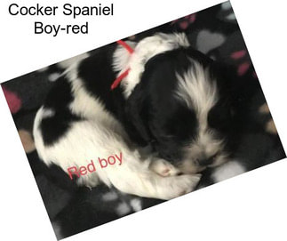 Cocker Spaniel Boy-red