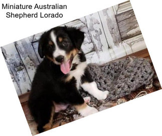 Miniature Australian Shepherd Lorado