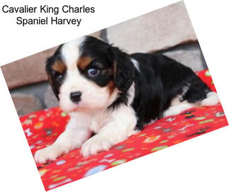 Cavalier King Charles Spaniel Harvey