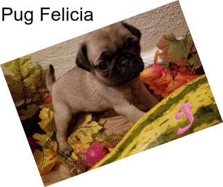 Pug Felicia