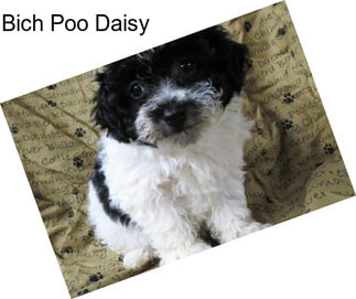 Bich Poo Daisy