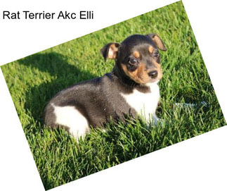 Rat Terrier Akc Elli