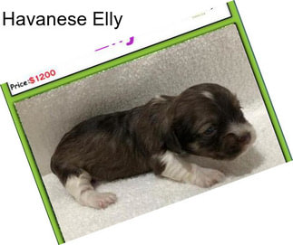 Havanese Elly