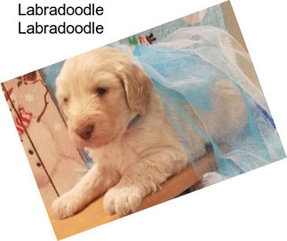 Labradoodle Labradoodle