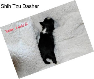 Shih Tzu Dasher