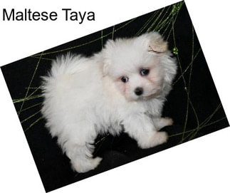 Maltese Taya