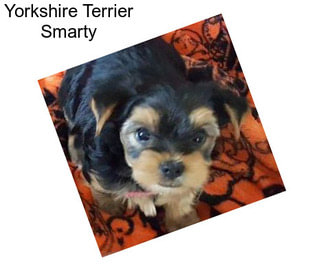 Yorkshire Terrier Smarty