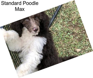 Standard Poodle Max