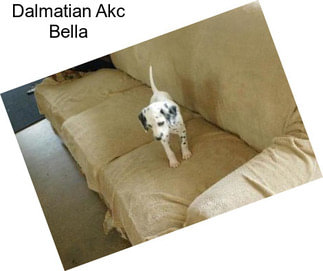 Dalmatian Akc Bella