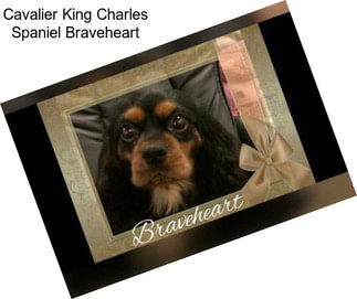 Cavalier King Charles Spaniel Braveheart