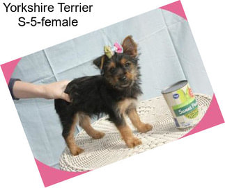 Yorkshire Terrier S-5-female