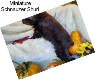 Miniature Schnauzer Shuri