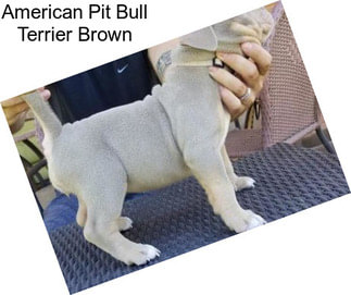 American Pit Bull Terrier Brown